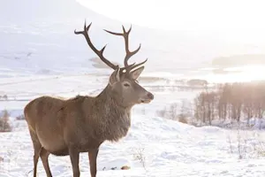 Did you hear that one of Santa's reindeer now works for Proctor & Gamble? image