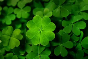 How can you spot a jealous shamrock? image