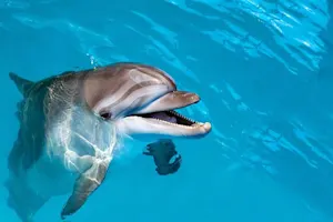 How could the dolphin afford to buy a house? image