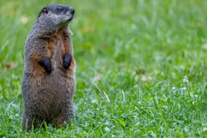 How did groundhogs get their name? image