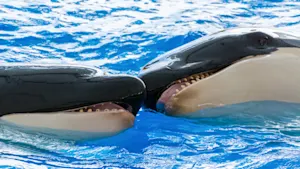How did one orca ask the other to be his valentine? image