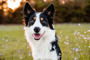 How did the border collie's owner know that it borrowed his book? image