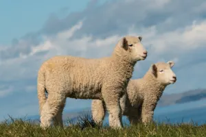 How did the lambs know they were going to have a daughter? image