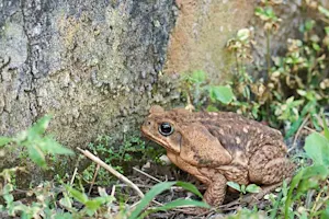 How did the toad die? image