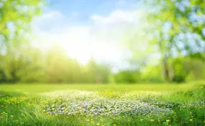 How did the tree feel in spring? image