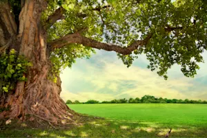 How did the tree get lost? image