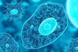 How do amoebas make calls? image