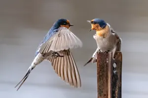 How do birds threaten one another? image