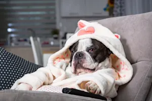 How do dogs take breaks while watching a movie? image