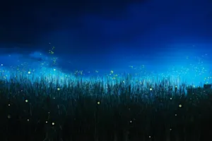 How do fireflies start a race? image