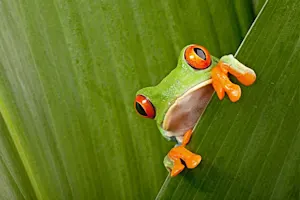How do frogs get to work? image
