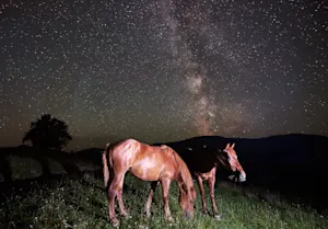 How do horses navigate at night? image