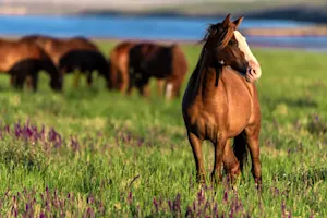 How do horses stay in such great shape? image