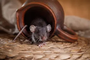 How do mice celebrate when they move home? image