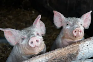 How do you fit more pigs on your farm? image