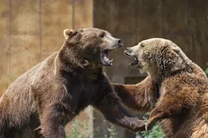 How do you make a bear really angry? image