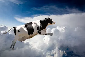How do you make a cow float? image