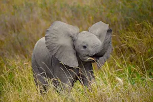 How do you raise a baby elephant? image