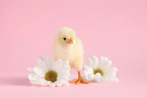 How does a chick bake a cake for Easter? image