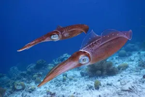 How does a squid go into battle? image