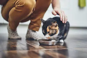 How is cat food sold? image