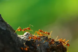 How many ants are needed to fill an apartment? image