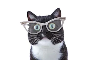 How many insurance policies do cats need? image