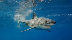 How much does it cost to swim with the sharks? image