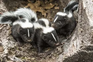 How much money does a skunk have? image