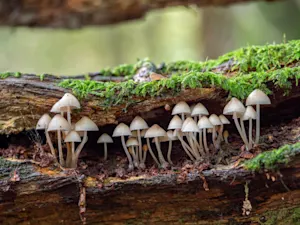 How much room do fungi need in order to grow? image