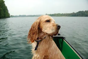 How to you navigate a canoe filled with puppies? image