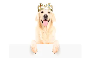 How would the weather be in a country ruled by pets? image