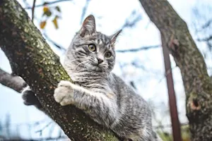 What do you get if you cross a cat with a tree? image