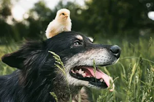 What do you get if you cross a hen with a dog? image