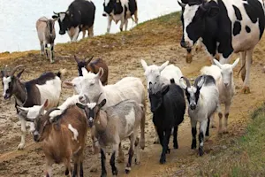 If you had fifteen cows and five goats what would you have? image