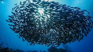 OK, that's enough fish puns. image