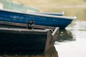 There were four cats in a boat. One jumped out. How many were left? image