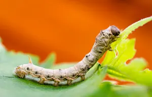 Two silkworms got in a fight. image