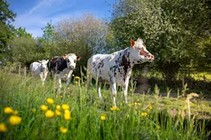 We tried to teach our cows how to be actors. image
