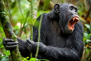 What animal cheers the loudest at sports games? image