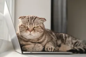 What animal has the worst mood swings? image