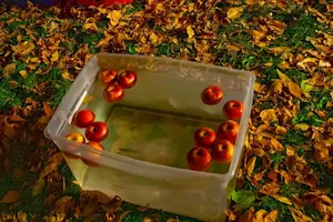 What animal won the bobbing for apples contest at the fair? image