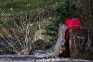 What animals love to close envelopes? image