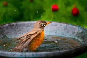 What bird helps you stay dry? image