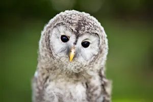 What bird is always sad? image