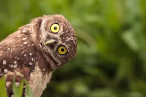 What bird is losing its hair? image