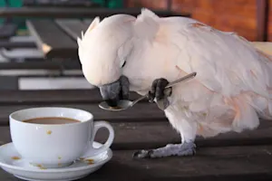 What bird shouldn't drink coffee? image