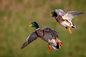 What birds always travel in twos? image