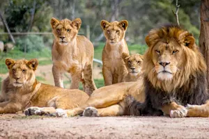 What book do lions read aloud to their whole family? image