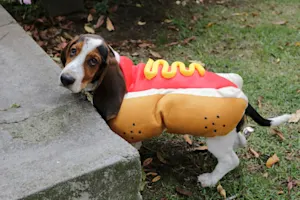 What can a puppy do to avoid growing into a hot dog? image